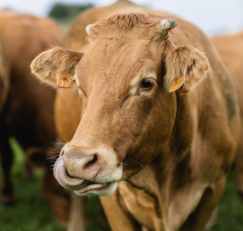 Der Tömmelhof - Landwirtschaft